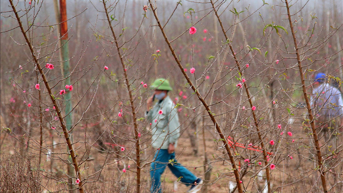 Hoa đào đỏ rực phủ kín cánh đồng Nhật Tân rộng bát ngát - 11