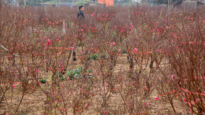 Hoa đào đỏ rực phủ kín cánh đồng Nhật Tân rộng bát ngát - 13