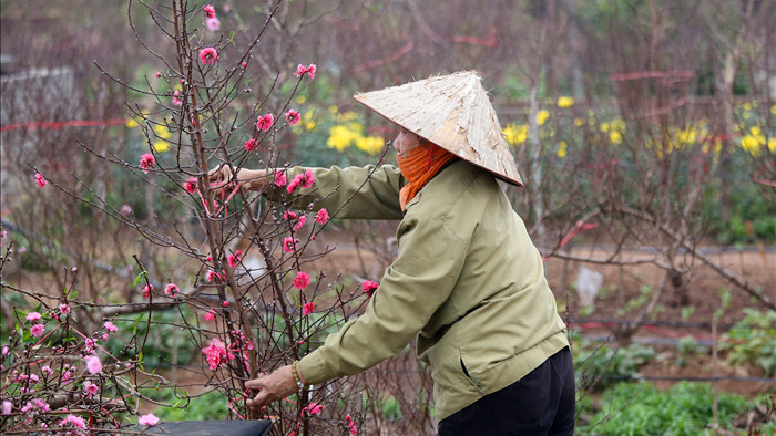 Hoa đào đỏ rực phủ kín cánh đồng Nhật Tân rộng bát ngát - 3