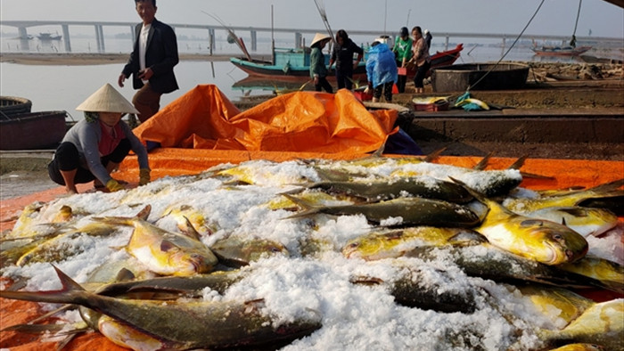 Trúng đậm mẻ cá chim vàng, ngư dân Hà Tĩnh một ngày thu 600 triệu đồng - 1