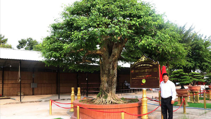 Cây sanh bonsai có đường kính tán lớn nhất Việt Nam