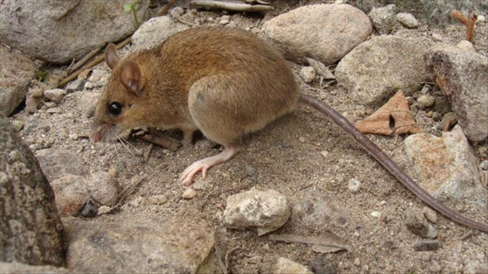 Phát hiện loài chuột sống sót kỳ diệu sau vụ phun trào núi lửa khủng khiếp - 1
