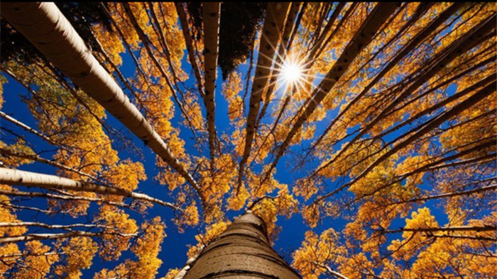 Bí mật 1.000 năm hoạt động của Mặt trời ẩn giấu trong các cây trên Trái đất - 1