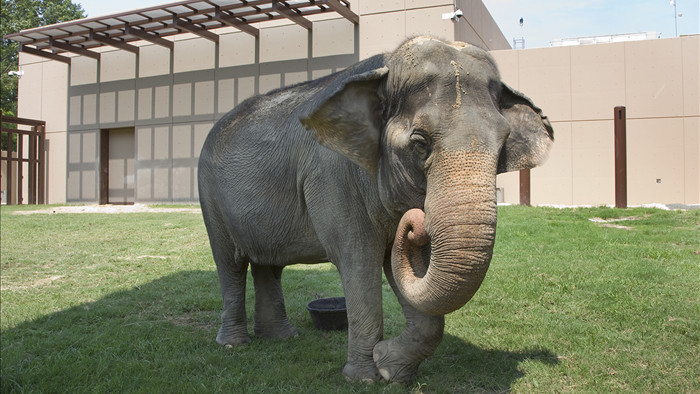 Dù bị nhốt nhưng voi trong sở thú vẫn chăm tập thể dục hơn cả con người - Ảnh 2.