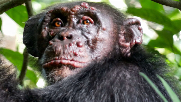 Bệnh phong lần đầu tiên được phát hiện trên loài tinh tinh hoang dã - Ảnh 1.