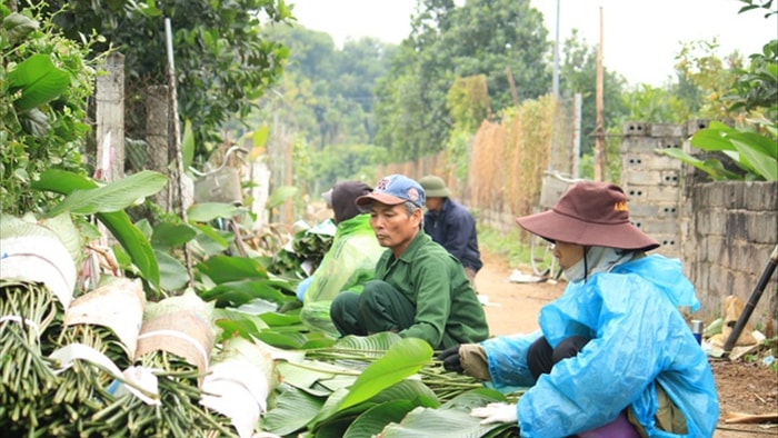 Ngôi làng cổ 400 năm trồng lá dong ở Hà Nội, người dân hái lá đếm tiền - 1 Ngôi làng cổ 400 năm trồng lá dong ở Hà Nội, người dân hái lá đếm tiền - 1