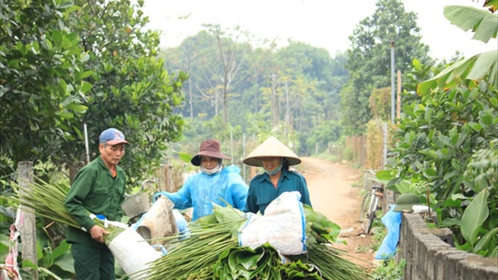 Ngôi làng cổ 400 năm trồng lá dong ở Hà Nội, người dân hái lá đếm tiền - 3 Ngôi làng cổ 400 năm trồng lá dong ở Hà Nội, người dân hái lá đếm tiền - 3