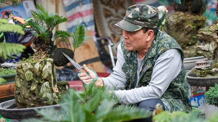 Vạn tuế bonsai mini chơi Tết giá chục triệu đồng ở Hà Nội