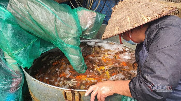 Độc nhất Việt Nam, sắm cá Koi lai về cúng ông Công ông Táo