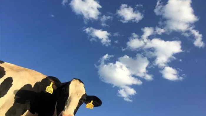 Trường đại học Mỹ nghiên cứu sử dụng phân bò để sưởi ấm: hệ thống có thể tạo ra 909 triệu lít khí tự nhiên tái tạo mỗi năm - Ảnh 1.