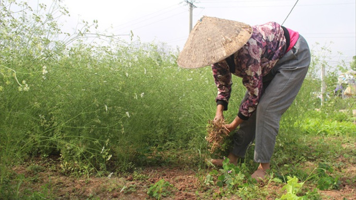 Ngôi làng Hà Nội trồng loại cây giải xui, chỉ thu hoạch 5 ngày cận Tết - 1