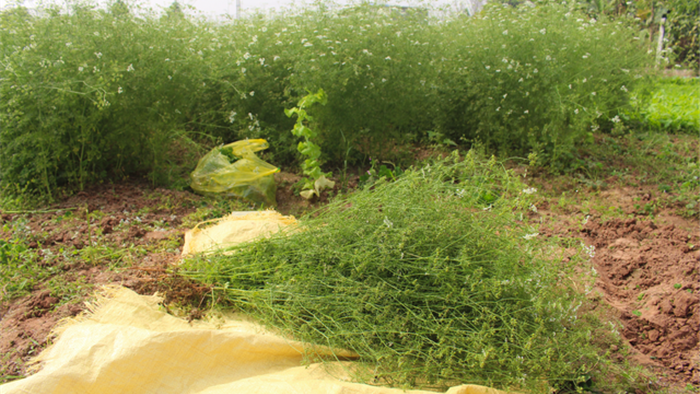 Ngôi làng Hà Nội trồng loại cây giải xui, chỉ thu hoạch 5 ngày cận Tết - 2