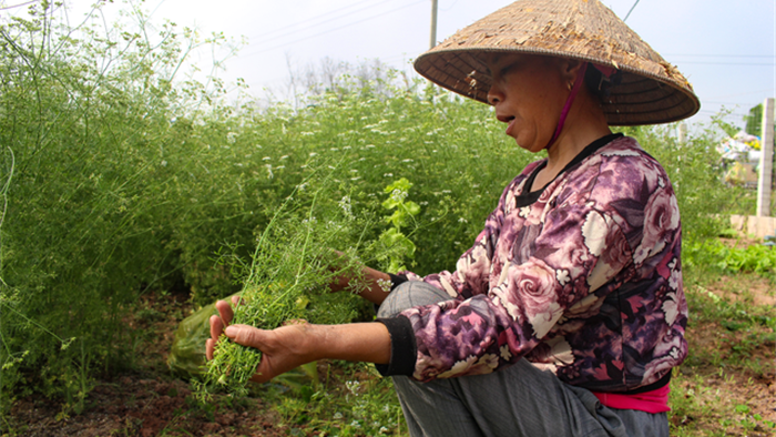 Ngôi làng Hà Nội trồng loại cây giải xui, chỉ thu hoạch 5 ngày cận Tết - 3