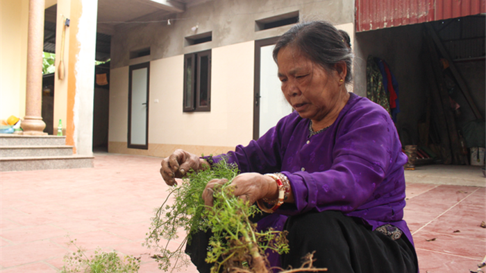 Ngôi làng Hà Nội trồng loại cây giải xui, chỉ thu hoạch 5 ngày cận Tết - 4