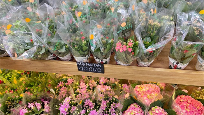 Đốn tim với chậu hoa tí hon bán trong siêu thị, giá chỉ 40.000 đồng - 2