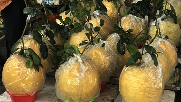 Bưởi khổng lồ 10 kg/quả, dân Hà Nội lùng sục mua về trưng Tết - 1 Bưởi khổng lồ 10 kg/quả, dân Hà Nội lùng sục mua về trưng Tết - 1
