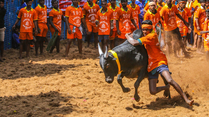 Những lễ hội 'độc, lạ' về trâu bò trên thế giới