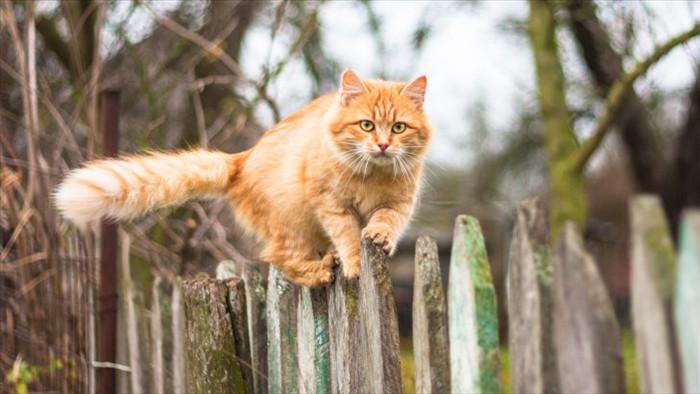 Tìm ra giải pháp khoa học khiến mèo bớt tha mấy con vật chết về nhà - Ảnh 3.