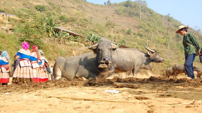 Đầu năm Tân Sửu đi chợ trâu lớn nhất vùng biên viễn Tây Bắc - 3 Đầu năm Tân Sửu đi chợ trâu lớn nhất vùng biên viễn Tây Bắc - 3