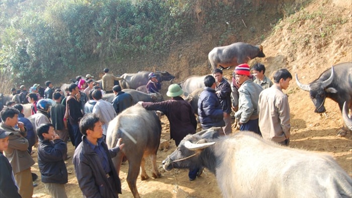 Đầu năm Tân Sửu đi chợ trâu lớn nhất vùng biên viễn Tây Bắc - 6 Đầu năm Tân Sửu đi chợ trâu lớn nhất vùng biên viễn Tây Bắc - 6