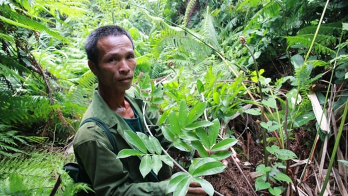 Đi tìm loài sâm tiến vua bị lãng quên ở núi Dành - 1