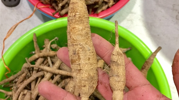 Đi tìm loài sâm tiến vua bị lãng quên ở núi Dành - 5