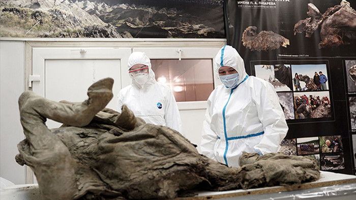 Nga truy tìm virus thời tiền sử trong xác ngựa bị chôn vùi 4500 năm dưới băng vĩnh cửu - Ảnh 1.