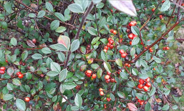 Loài cây bụi bêri (cotoneaster).