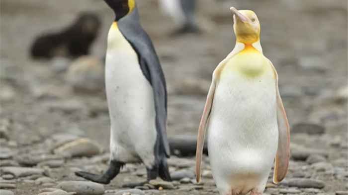 Phát hiện chim cánh cụt màu vàng cực hiếm gặp - 1