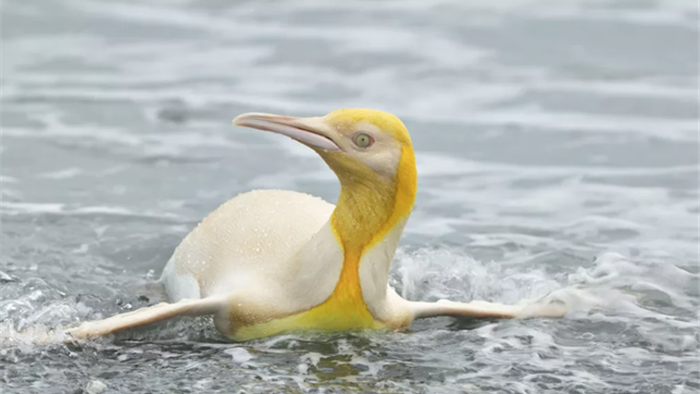 Phát hiện chim cánh cụt màu vàng cực hiếm gặp - 2