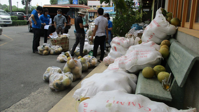 Người dân TP HCM giải cứu bưởi đào đặc sản giá 15.000 đồng/kg - Ảnh 5.