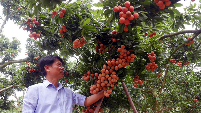 Chuyện đại gia chân đất: Nuôi gà thu 1.500 tỷ, bán trái cây gom 8.000 tỷ