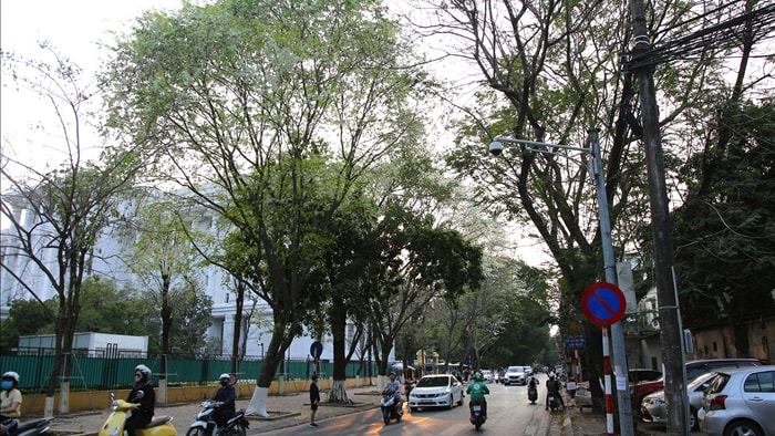 Hà Nội đẹp lạ trong mùa hoa sưa nở trắng tinh khôi - 1 Hà Nội đẹp lạ trong mùa hoa sưa nở trắng tinh khôi - 1
