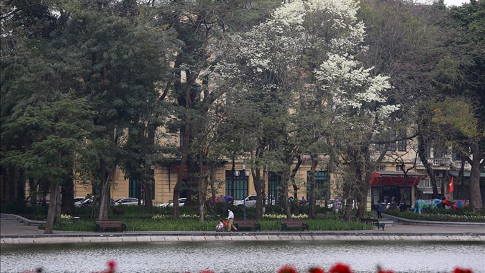 Hà Nội đẹp lạ trong mùa hoa sưa nở trắng tinh khôi - 11 Hà Nội đẹp lạ trong mùa hoa sưa nở trắng tinh khôi - 11
