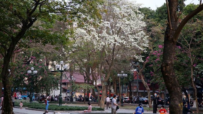 Hà Nội đẹp lạ trong mùa hoa sưa nở trắng tinh khôi - 14 Hà Nội đẹp lạ trong mùa hoa sưa nở trắng tinh khôi - 14