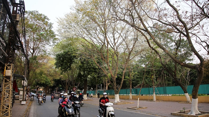 Hà Nội đẹp lạ trong mùa hoa sưa nở trắng tinh khôi - 2 Hà Nội đẹp lạ trong mùa hoa sưa nở trắng tinh khôi - 2