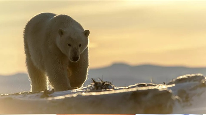 Băng tan khiến gấu trắng Bắc Cực thay đổi chế độ ăn như thế nào? - 1