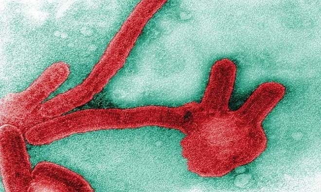 Virus Marburg