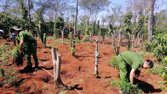 Hai anh em ruột trồng 1.500 cây cần sa trong rẫy cà phê - 1