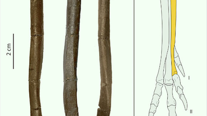 Một loài khủng long mới được phát hiện tại Tây Ban Nha có vẻ ngoài gần giống như loài chim hiện đại - Ảnh 3.
