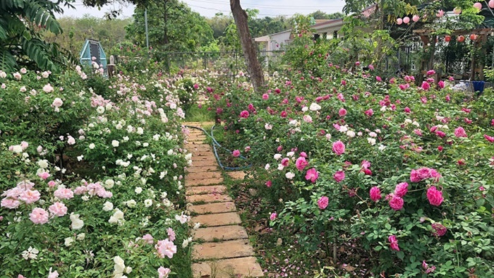 Ngôi nhà hoa hồng rộng 15m2 của vợ chồng trẻ ở Vũng Tàu