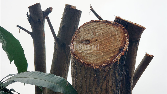 Cận cảnh loạt cây xanh 'trái tim thành Vinh' bị đốn hạ làm phố đi bộ