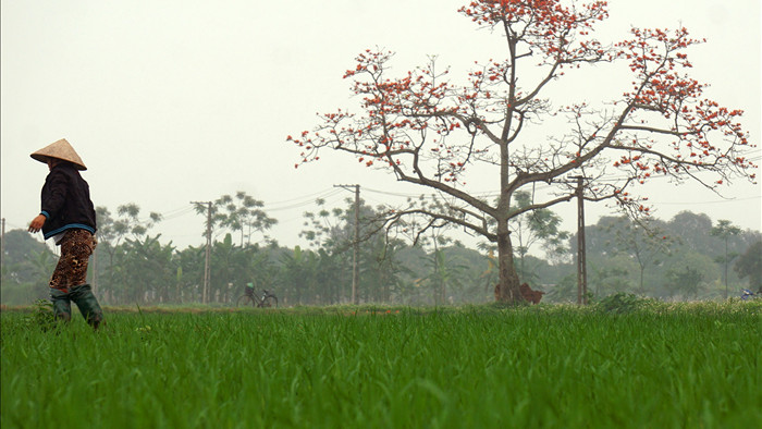 Hoa gạo nở đẹp sâu lắng vùng ngoại thành Hà Nội - 3