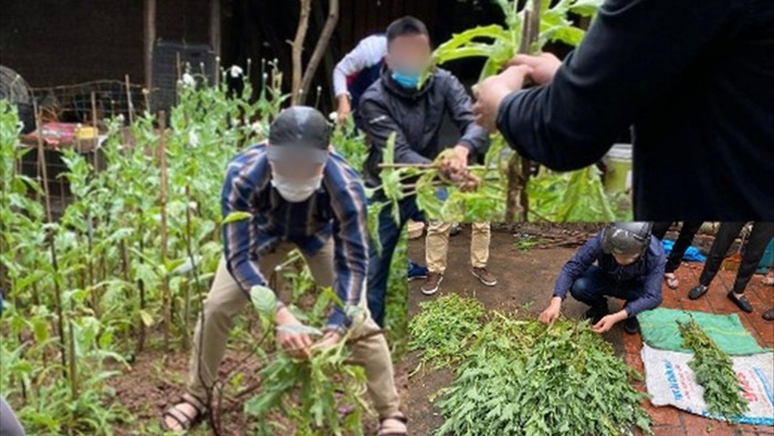 Hà Nội: Một hộ dân trồng hơn 300 cây thuốc phiện ở vườn nhà để ngâm rượu - 1