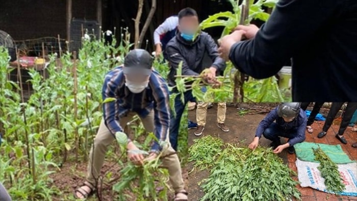 Hà Nội: Một hộ dân trồng hơn 300 cây thuốc phiện ở vườn nhà để ngâm rượu - 1 Hà Nội: Một hộ dân trồng hơn 300 cây thuốc phiện ở vườn nhà để ngâm rượu - 1