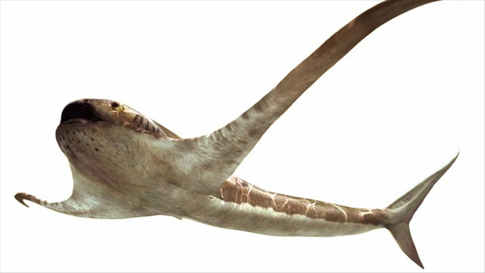 Phát hiện hóa thạch loài cá mập cổ đại có ngoại hình kỳ dị - 1