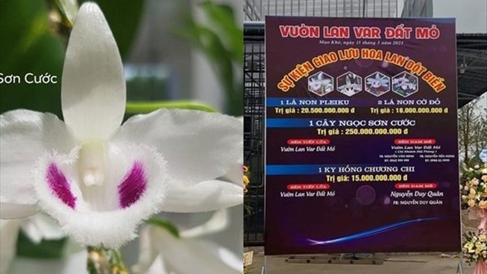 Lan đột biến trăm tỷ đồng: Có thể truy thu thuế vài tỷ đến vài chục tỷ đồng - 1 Lan đột biến trăm tỷ đồng: Có thể truy thu thuế vài tỷ đến vài chục tỷ đồng - 1