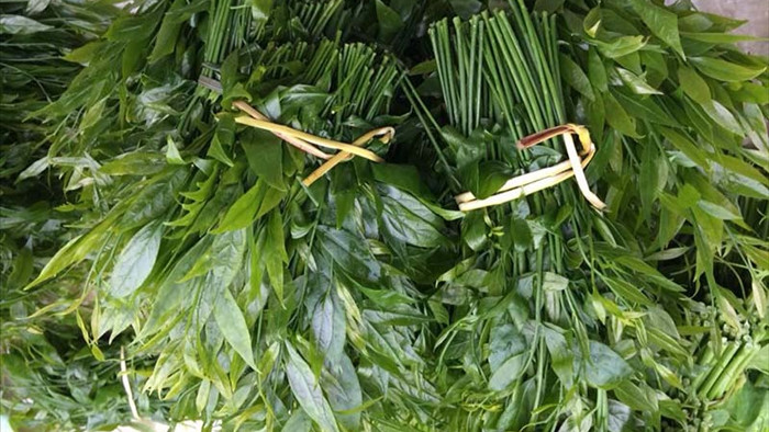Món rau lạ trên rừng về Hà Nội, 200 nghìn/kg vẫn ‘cháy hàng’