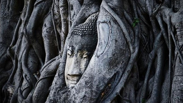 Kỳ lạ bức tượng Phật nằm trong hốc cây long não hơn 1.000 năm tuổi - 4