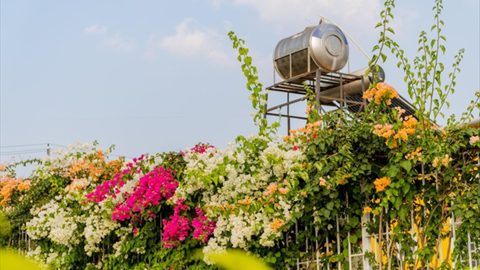 9X cất bằng kỹ sư, về quê làm vườn hoa rộng 2.000m2 ở Đắk Lắk - 13
